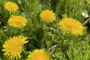 Blühender Löwenzahn auf Wiese als Platzhalter für Naturstoffe