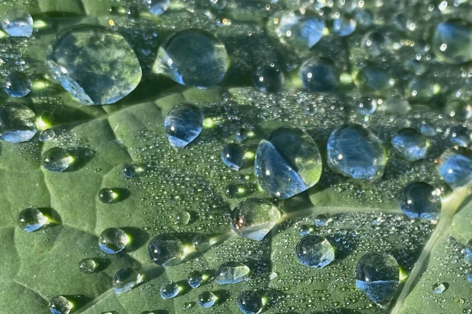 Makroaufnahme eines Blattes mit Wassertropfen