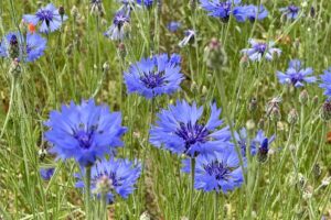 Kornblumen auf Wiese als Platzhalter für alternativen Therapiemethoden