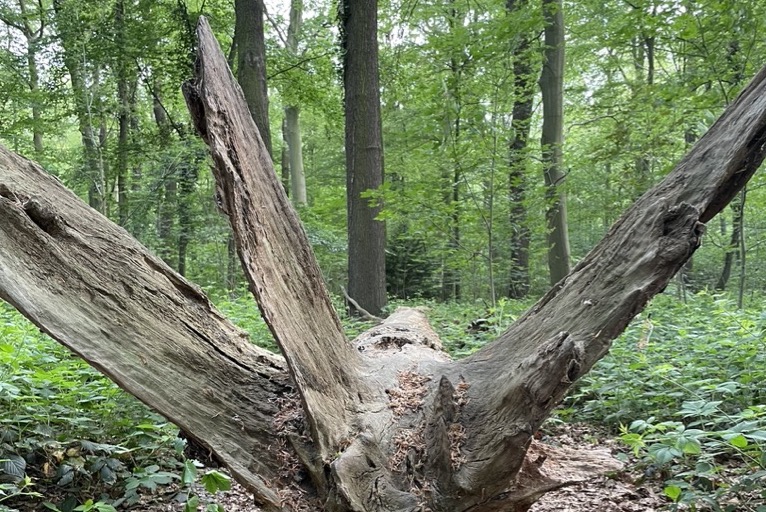 Entwurzelter Baum im Sommerwald